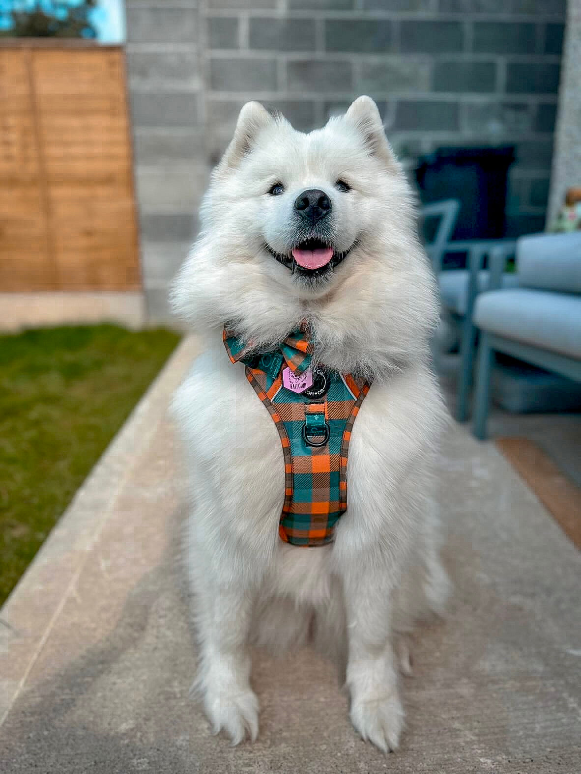 Barking Plaid | Ultimutt Tough Harness