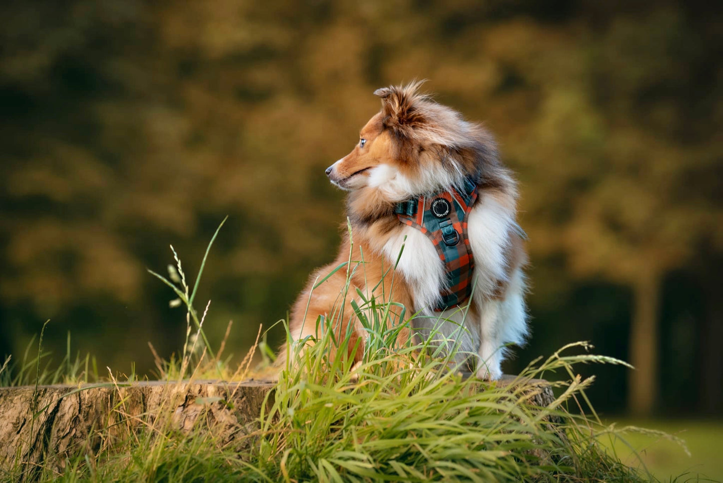 Barking Plaid | Ultimutt Tough Harness