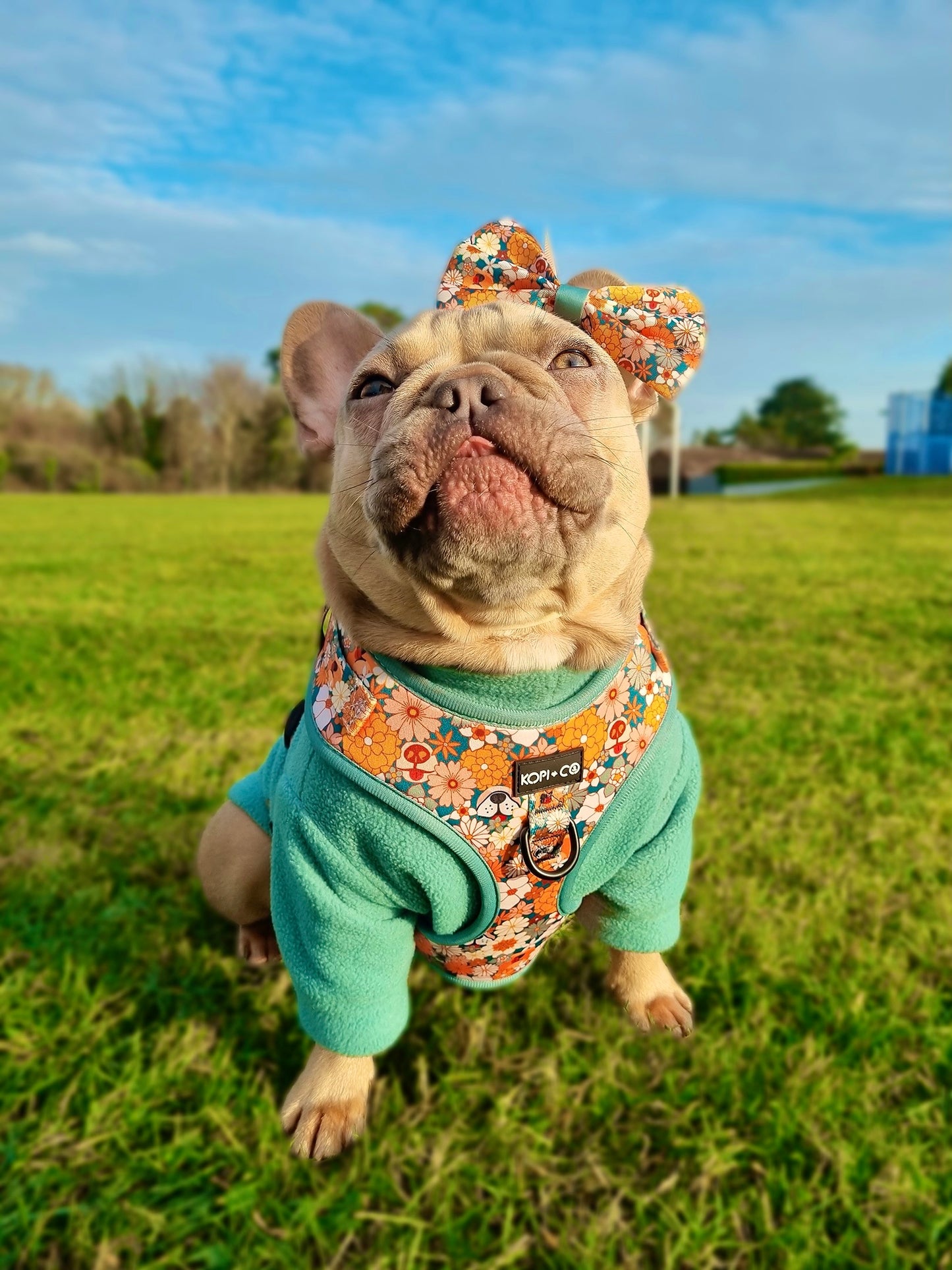 Paws & Sniff | Adjustable Harness