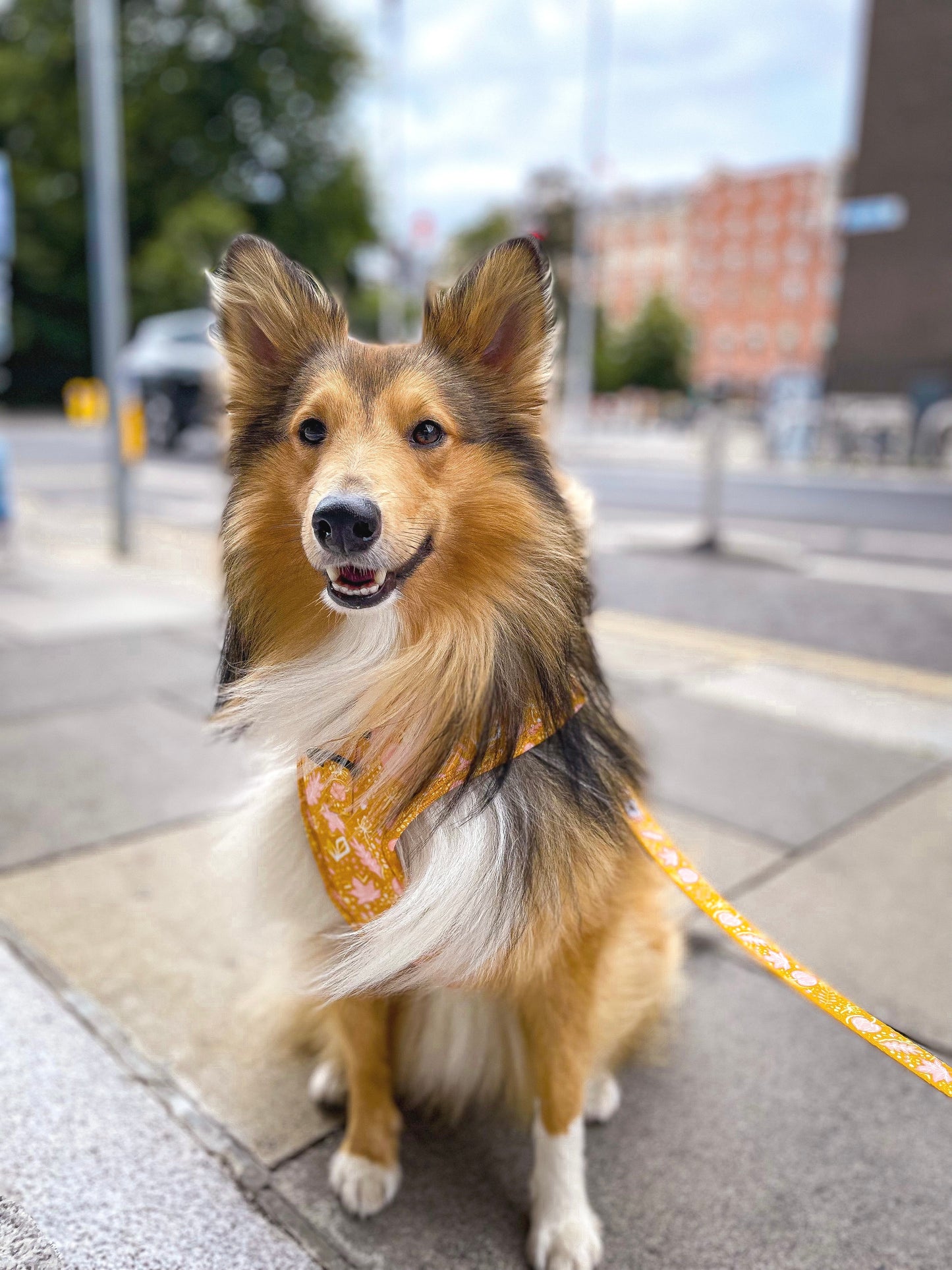 Little Pupkin | Adjustable Harness