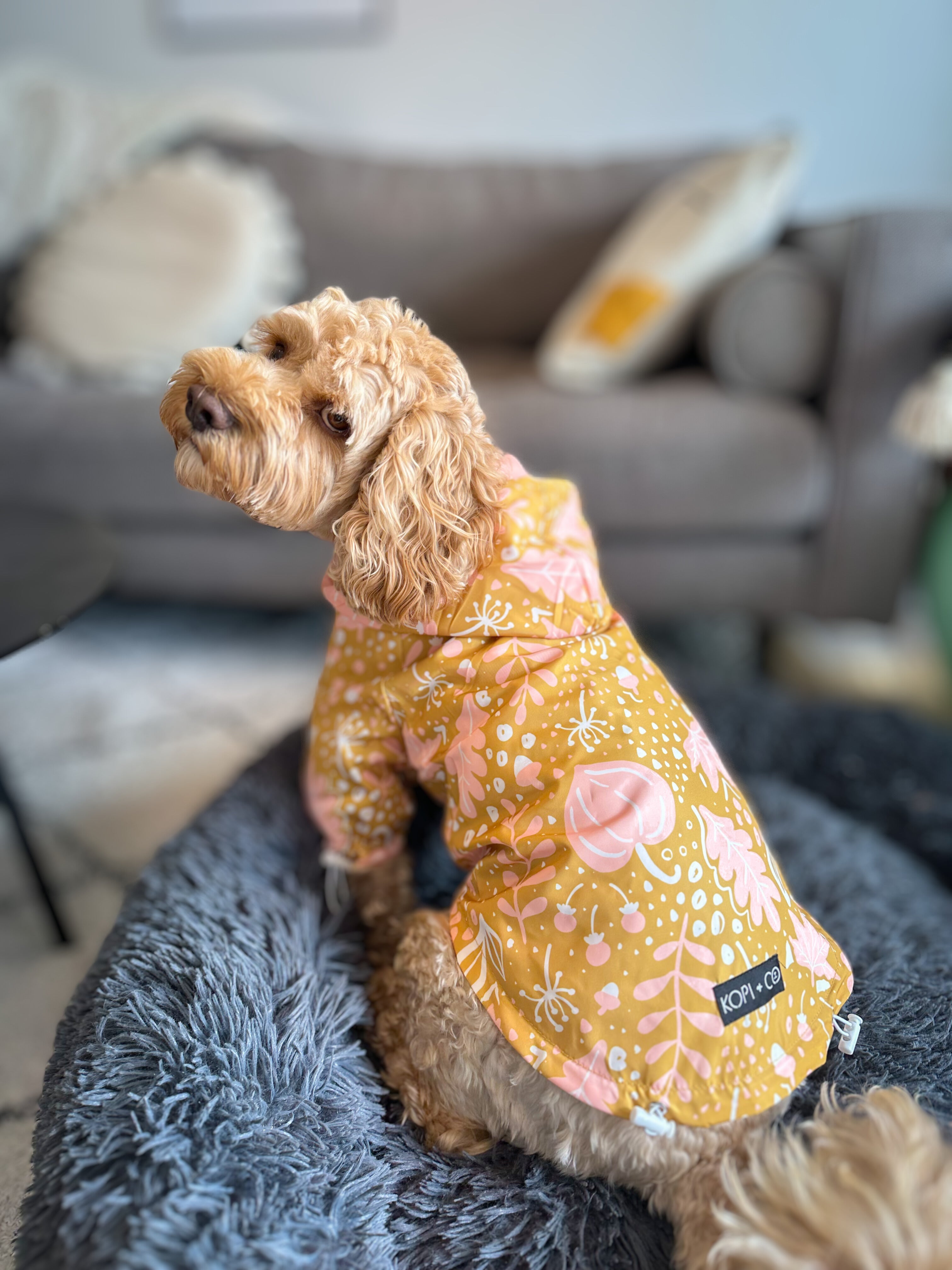 Cocker deals spaniel raincoat