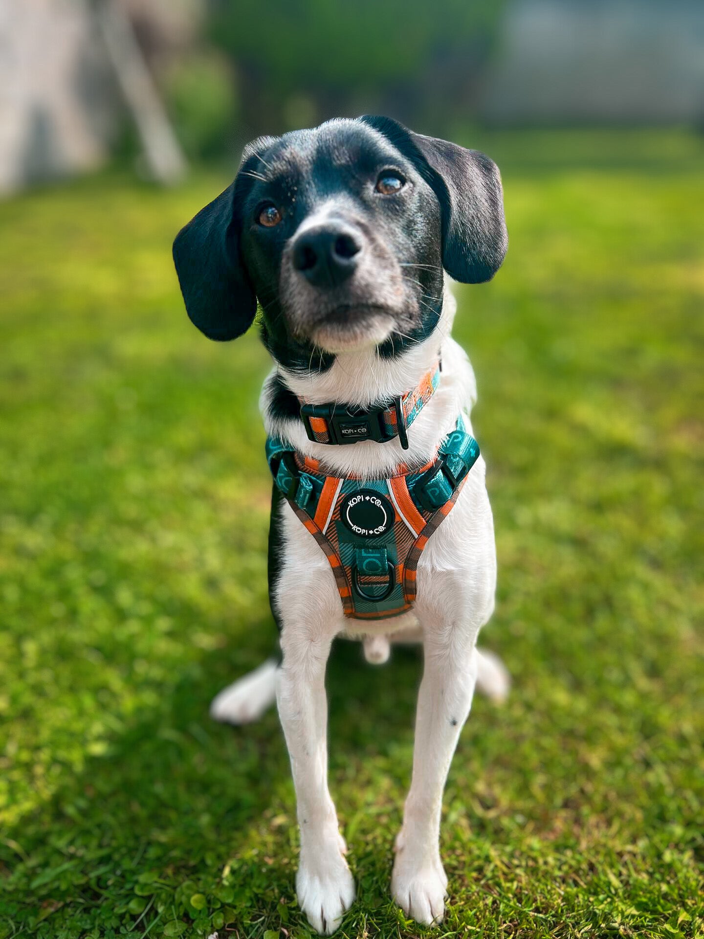 Barking Plaid | Ultimutt Tough Harness